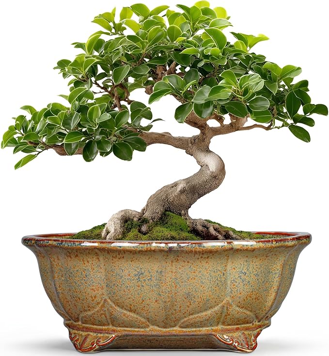 Ceramic Bonsai Pots - 11 Inch Succulent Planters for Indoor Outdoor Plants, Bonsai Tree Pots with Drainage Hole, Shallow Succulent Plant Pot, Room Decor, Plant Lover Gift, Oval Yellowish Brown