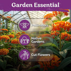 KVITER 75 Orange Butterfly Milkweed Seeds (Asclepias Tuberosa) - Orange Milkweed, Blazing Wildflower, Butterfly Favorite - Perennial Flower Seeds in Seed Packets for Outdoor Garden and Roadsides