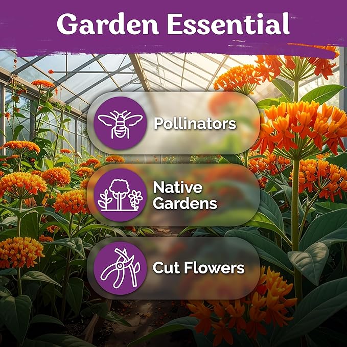 KVITER 75 Orange Butterfly Milkweed Seeds (Asclepias Tuberosa) - Orange Milkweed, Blazing Wildflower, Butterfly Favorite - Perennial Flower Seeds in Seed Packets for Outdoor Garden and Roadsides