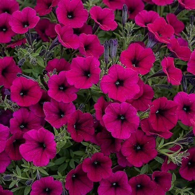 270+ Trailing Petunia Seeds for Planting - Spreading Annual Flower Blooms for Hanging Baskets, Window Boxes, and Garden Ground Cover