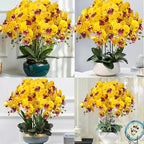 FagusHome 32 Inch Artificial Phalaenopsis Flowers 6 Pcs Artificial Orchid Flowers Stem Plants for Home Décor (Yellow Piebald)
