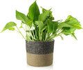 Shop Succulents Pothos Plant in Jute Pot, Freshly Potted, Live Indoor Plant, Easy Care Houseplant, Air Purifying Plant, Housewarming, Home Décor
