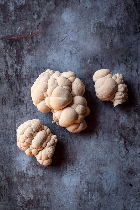 Organic Lion's Mane Mushroom Growing Kit - Indoor Gardening Kit for Fresh Gourmet Mushrooms - Easy Grow at Home - Holiday Gift for Garden Lovers & Foodies - Grown in USA - 3.5 lb