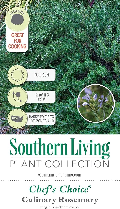Chef's Choice Rosemary (2 Gallon) Fragrant Lavender - Evergreen Edible Shrub - Live Plant for Cooking & Grilling - Southern Living Plant Collection - Rosemarinus officinalis