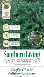 Chef's Choice Rosemary (2 Gallon) Fragrant Lavender - Evergreen Edible Shrub - Live Plant for Cooking & Grilling - Southern Living Plant Collection - Rosemarinus officinalis