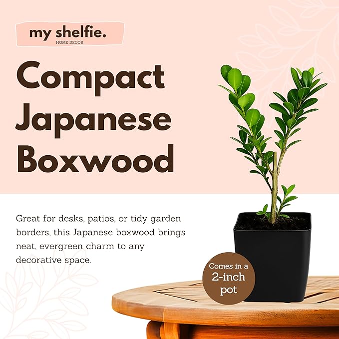 My Shelfie – Japanese Boxwood Bonsai Starter Tree (Buxus microphylla Japonica), 2-Inch Live Evergreen Shrub for Indoor or Outdoor Garden, Hedge, and Landscape Décor (5)