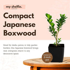 MyShelfie - Bonsai Starter Tree Plant Gift, Japanese Boxwood Topiary Evergreen Shrub Hedge, 2 in Pot