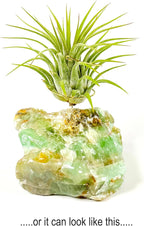 Small Green Calcite Geode Crystal Air Plant Holder Includes Healthy Live Air Plant Gift Box - Zen Plant Decor for Crystal and Plant Lovers