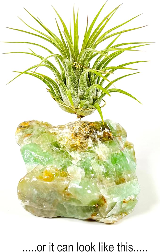 Small Green Calcite Geode Crystal Air Plant Holder Includes Healthy Live Air Plant Gift Box - Zen Plant Decor for Crystal and Plant Lovers