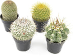 Altman Plants, Assorted Cactus Plants Live Cactus Decor (4PK), Cactus Plant Live Succulents Plants Live in Cactus Soil Potting Mix, Live Cacti Plants Live Succulent Plants Live Plants in Cactus Pot
