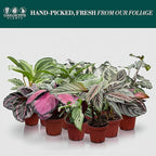 Calathea Assorted Collection (4-Pack) – Live Indoor Plants in 4″ Nursery Pots, Easy Care Tropical Houseplants, Pet Friendly Prayer Plants for Beginners
