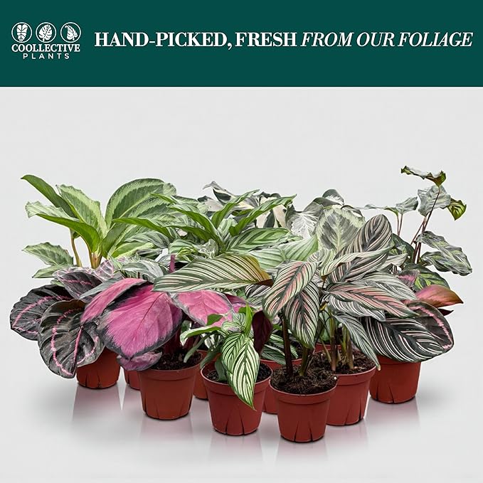 Calathea Assorted Collection (4-Pack) – Live Indoor Plants in 4″ Nursery Pots, Easy Care Tropical Houseplants, Pet Friendly Prayer Plants for Beginners