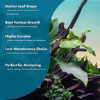 SubstrateSource Live Plants – Anubias Hastifolia (Anubias hastifolia) – Low to Moderate Light, Medium to Dark Green Arrow-Shaped Leaves, Midground to Background Tank Placement - Pot, 3 Pack