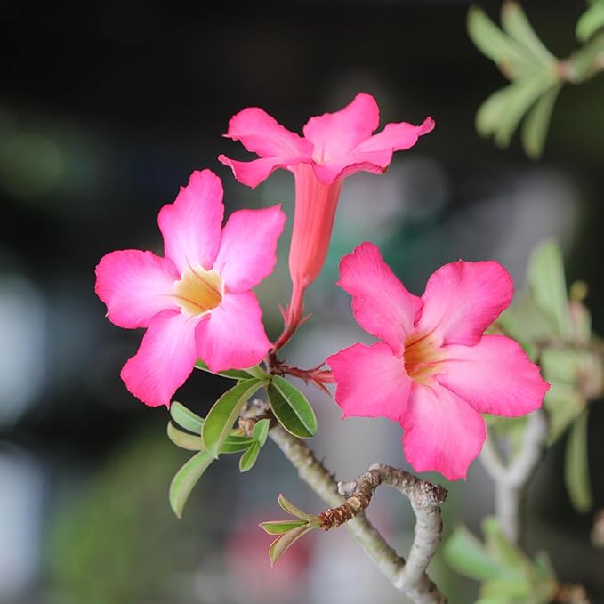 CarpetC 10+ Desert Rose Seeds for Planting, Adenium obesum Caudex Succulent with Showy Blooms, Non-GMO Heirloom for Bonsai and Containers