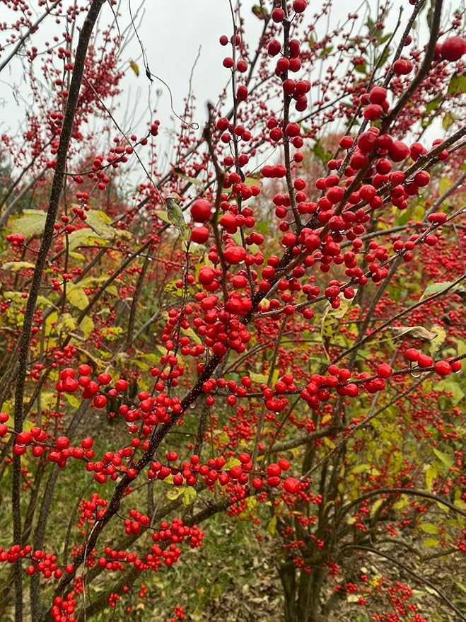 RedCrocus Sparkleberry Winterberry Ilex verticillata- Vibrant Red Berries, Deciduous Shrub, Attracts Pollinators, Deer Resistant, Container Friendly, Pet Safe, Ideal for Gardens 3 Gallon