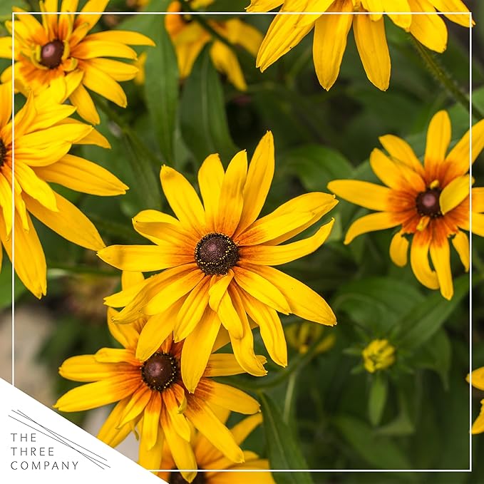 Live Rudbeckia - Goldstrum, Black Eyed Susan, Beautiful Summer Blooms, Pollinator Friendly, 12” Tall by 6” Wide in 2.5 Qt Pot