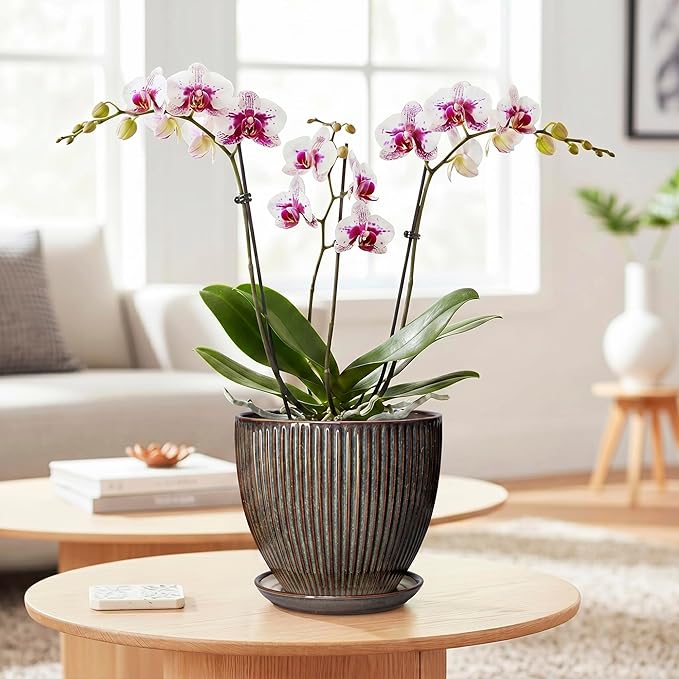 6 Inch Plant Pot, Ceramic Pots for Plants with Drainage Hole and Saucer, Decorative Planters for Indoor Plants, Small Flower Pots, Home Office Room Decor, Gifts for Plant Lovers, Retro Brown