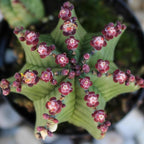 Altman Plants Euphorbia anoplia Live Plant Decor, Exotic Plants, Cacti Plants Live Succulents Plants Live Plants Indoor Plants Live Houseplants, Live Indoor House Plants Real Plants Indoor Live Plants