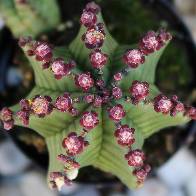 Altman Plants Euphorbia anoplia Live Plant Decor, Exotic Plants, Cacti Plants Live Succulents Plants Live Plants Indoor Plants Live Houseplants, Live Indoor House Plants Real Plants Indoor Live Plants