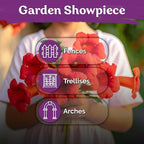 KVITER 100 Red Trumpet Vine Seeds for Planting (Campsis Radicans) – Trumpet Creeper, Organic & Heirloom Hummingbird Vine – Perennial Flower Seeds to Plant Outside – Fences, Trellises & Outdoor Garden