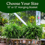 Live Boston Fern Hanging Basket – 12" Basket with 34” Wide Lush Green Fronds – Air-Purifying Houseplant – Pet Friendly & Easy Care for Home, Porch, Patio, or Office Décor