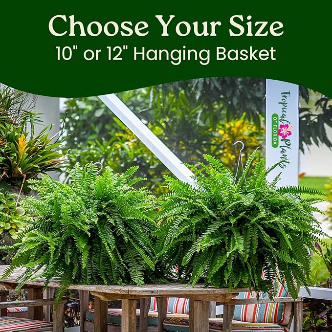 Live Boston Fern Hanging Basket – 12" Basket with 34” Wide Lush Green Fronds – Air-Purifying Houseplant – Pet Friendly & Easy Care for Home, Porch, Patio, or Office Décor