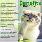 NatureZ Edge Cat Grass Seeds & Catnip Seeds - 3 Pack Variety Kit, Cat Grass for Indoor Cats, Oat & Barley Seeds for Planting, Cat Plant, Indoor Cat Grass Kit, hierba para Gatos
