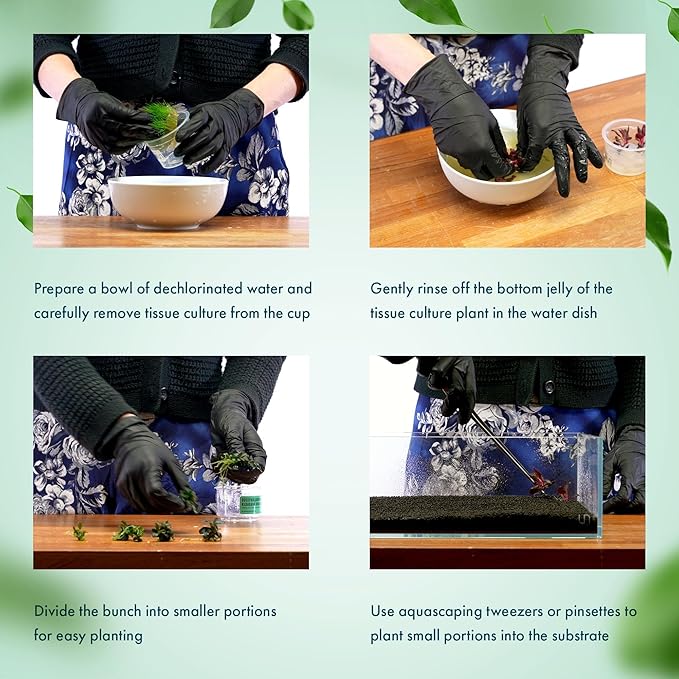 SubstrateSource Live Plants – Bucephalandra 'Pygmy' (Bucephalandra sp. 'Pygmy') – Low to Moderate Light, Deep Green Iridescent Color, Foreground to Midground, Rhizome – Tissue Culture, 1 Pack