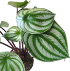 Watermelon Plant, Peperomia argyreia, Live Indoor Plant, Easy to Care and Grow Plant, 4 inch Pot - Hopewind Plants Shop