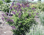 Syringa PATULA `Miss Kim` (Lilac) Shrub, 3-Size Container, Lavender Flowers