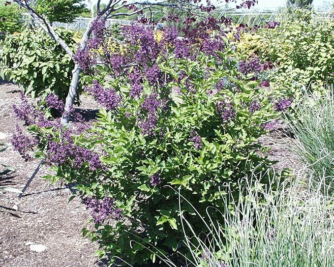 Syringa PATULA `Miss Kim` (Lilac) Shrub, 3-Size Container, Lavender Flowers