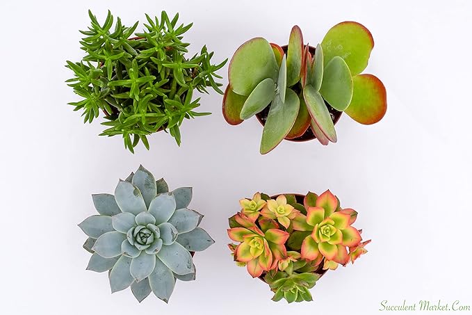 Large Colorful Outdoor Succulents - Assorted 4 Inch - Live Outdoor Succulent Plants - Large Fully Rooted Live Succulents (4)