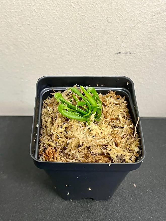 California Pitcher Plant (Cobra Lily) - Darlingtonia californica - Unique Carnivorous Plant in 2” Pot, Healthy and Thriving