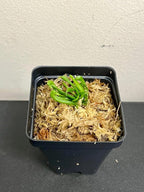 California Pitcher Plant (Cobra Lily) - Darlingtonia californica - Unique Carnivorous Plant in 2” Pot, Healthy and Thriving