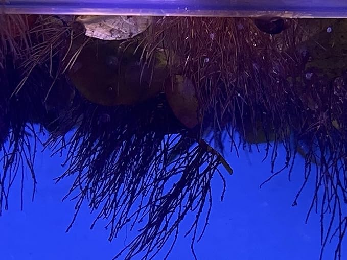 Huge Portion Red Root Floater Plants Lots of Leafs Phyllanthus fluitans Live Floating Aquarium Plant Awesome Aquatic