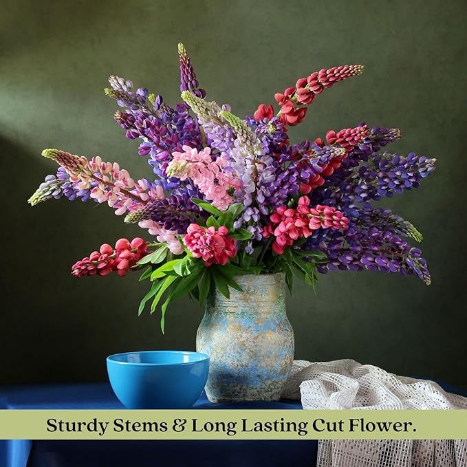 Clovers Garden Lupine Gallery Mix (Lupinus) Plants – Two (2) Live Plants – Non-GMO - Not Seeds - Each 4" to 8" Tall – in 4" Inch Pots – Perennial Flower