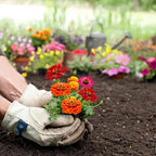 Meekear 5 Kit - Growing into Shasta Daisy, Cornflower, Sunflower, Zinnia, Lavender for Indoor Outdoor Garden DIY Gifts