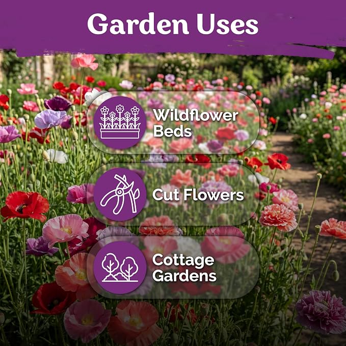 KVITER 5000 Single Mix Poppy Seeds (Papaver Rhoeas) - Shirley Poppies, Mix Color, Tall Flowers, Deer Resistant Cut Flowers, Wildflower Seed Packets - Annual Flower Seeds for Outdoor Garden, Flower Bed