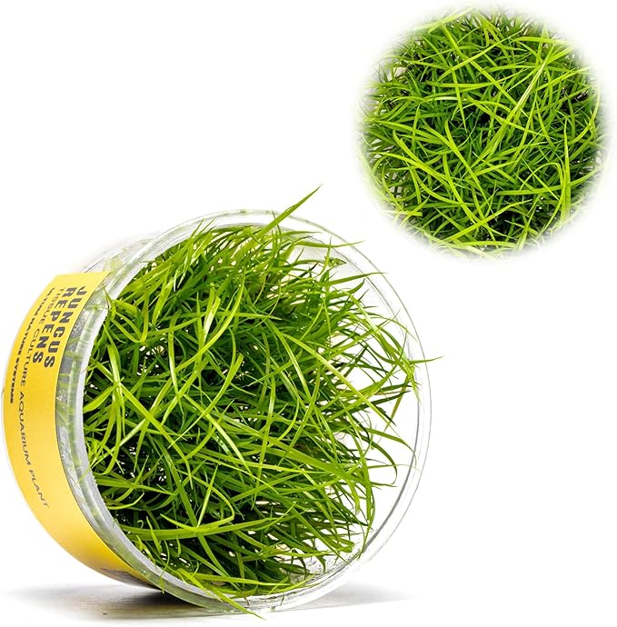 Ultum Nature Systems Juncus Repens Tissue Culture Live Plant for Aquarium, Aquascape, Freshwater Fish Tanks - 100% Snail Free in Vitro