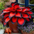 Hosta Seeds for Planting, 200+pcs Rare Perennial Hosta Flower Seeds, Non-GMO Heirloom Long Blooming Plants Shaded Entry Pathway Flowers for Garden Outdoors