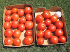 Clovers Garden Big Boy Tomato Plants- Two (2) Live Plants – Non-GMO - Not Seeds – Each 4"-8" Tall in 4 Inch Pots - Great Canner & Slicer