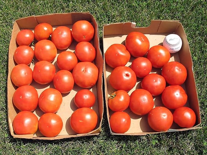 Clovers Garden Big Boy Tomato Plants- Two (2) Live Plants – Non-GMO - Not Seeds – Each 4"-8" Tall in 4 Inch Pots - Great Canner & Slicer