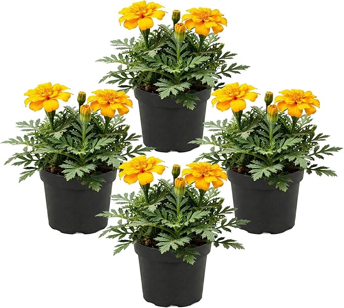 Live Flowering Marigold - Durango Yellow (4 Per Pack), Beautiful Spring Color, 8" Tall by 4" Wide in 1 Pt Pot