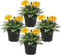 Live Flowering Marigold - Durango Yellow (4 Per Pack), Beautiful Spring Color, 8" Tall by 4" Wide in 1 Pt Pot