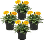 Live Flowering Marigold - Durango Yellow (4 Per Pack), Beautiful Spring Color, 8" Tall by 4" Wide in 1 Pt Pot