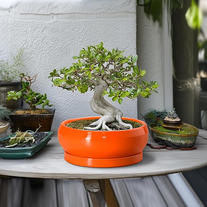 Bonsai Tree Pots - 10 Inch Ceramic Pots for Succulent Indoor Outdoor, Bonsai Pot with Drainage Hole and Tray, Round Planter Bowl, Shallow Planter, Home Decor, Housewarming Gift, Orange