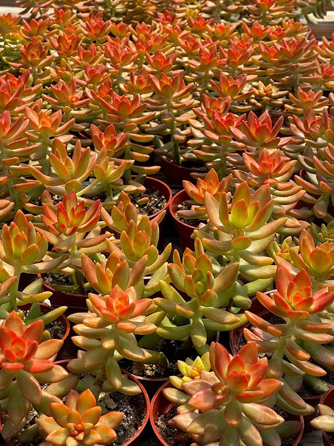 4" Sedum Coppertone Succulents Plants Live, Rare Succulent Plants Fully Rooted in Succulent Soil, Unique Live House Plant for Home Office Decor, by The Succulent Cult