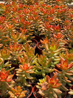 4" Sedum Coppertone Succulents Plants Live, Rare Succulent Plants Fully Rooted in Succulent Soil, Unique Live House Plant for Home Office Decor, by The Succulent Cult