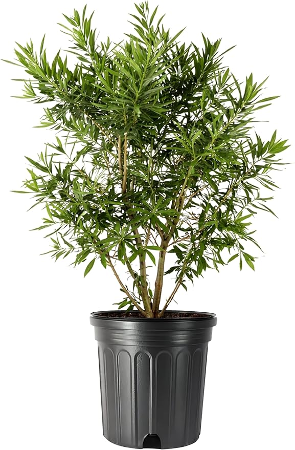 Wax Myrtle | 2 Extra Large Trade 3 Gallon Plants | Myrica Cerifera | Fast Growing Shrub, Privacy Screen, Evergreen Foliage, Ornamental, Drought Tolerant, Low Maintenance, Garden Landscape