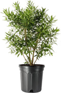 Wax Myrtle | 2 Extra Large Trade 3 Gallon Plants | Myrica Cerifera | Fast Growing Shrub, Privacy Screen, Evergreen Foliage, Ornamental, Drought Tolerant, Low Maintenance, Garden Landscape